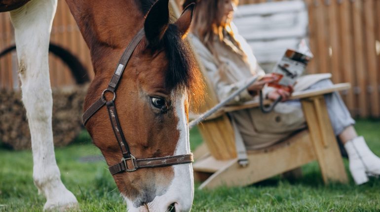 cavallo